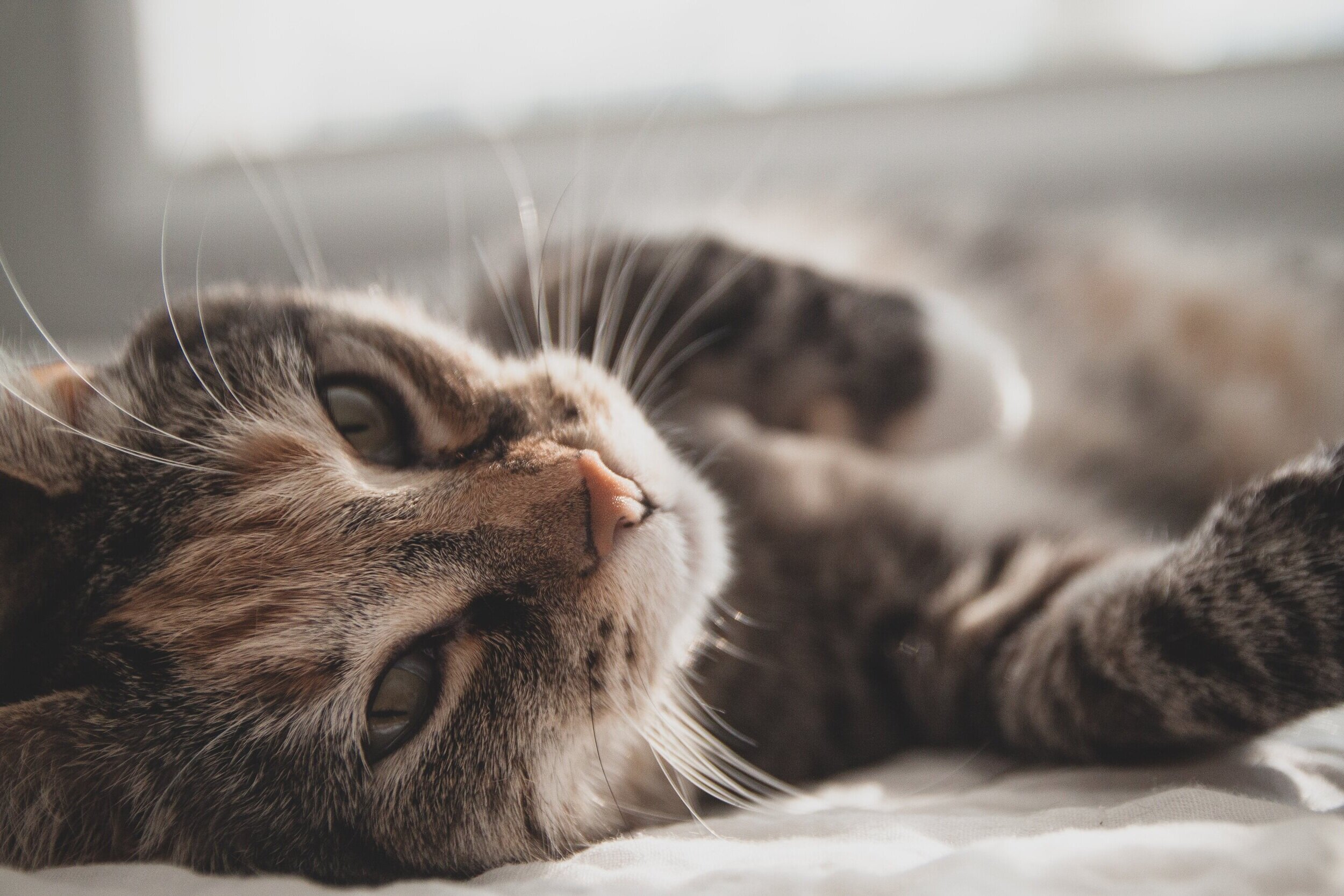 zeke-tucker-gSSK4u8yPpM-unsplash.jpg